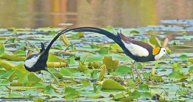 首年嘗試復育失敗　「1原因」水雉寶寶未孵化